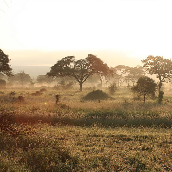 Le Wedding Magazine - Albe Editions  - Blog  - Galerie Lafayette ©Sanctuary Swala Camp Tarangire