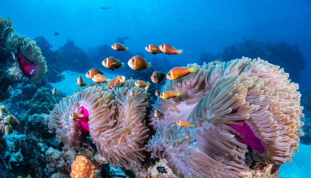 Plongée Maldives