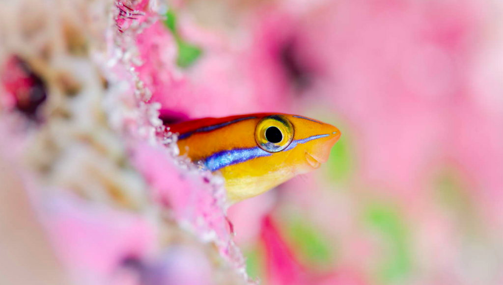 Fonds marins Maldives voyage de noces