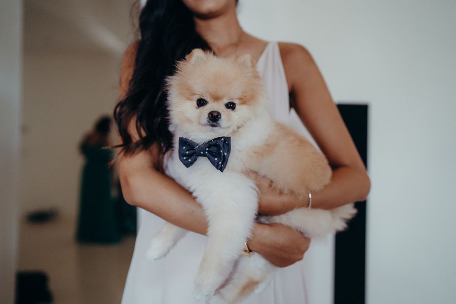 Chien avec un nœud papillon